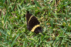 Papilio garamas garamas