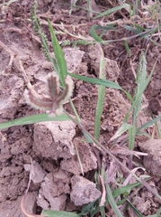 Dactyloctenium aegyptium