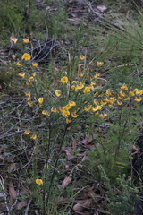 Gompholobium latifolium
