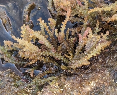 Acanthophora spicifera