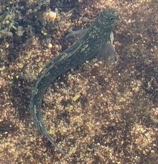 Istiblennius zebra