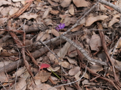 Thelymitra graminea