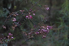 Indigofera australis