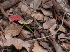 Thelymitra graminea