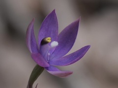 Thelymitra graminea