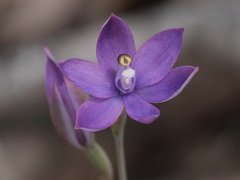 Thelymitra graminea