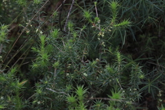 Melichrus urceolatus