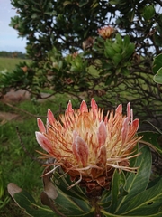 Protea roupelliae roupelliae
