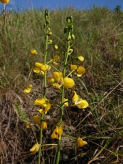 Eulophia speciosa