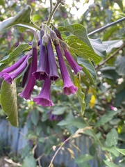 Iochroma