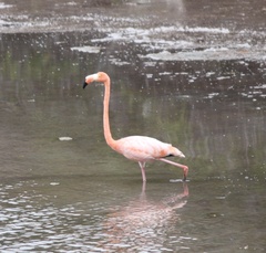 Phoenicopterus ruber