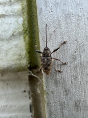 Curculio