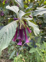 Iochroma
