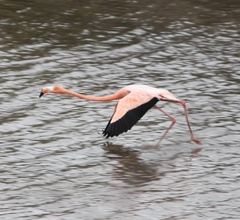 Phoenicopterus ruber
