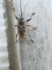 Curculio