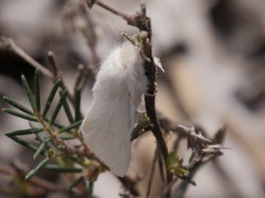 Trichiocercus sparshalli