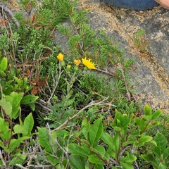 Hieracium umbellatum umbellatum