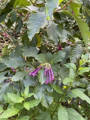 Iochroma