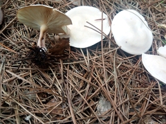 Clitocybe rivulosa