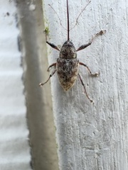 Curculio