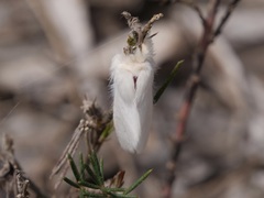 Trichiocercus sparshalli