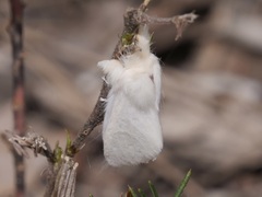 Trichiocercus sparshalli