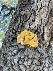 Laetiporus gilbertsonii