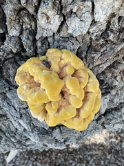 Laetiporus gilbertsonii