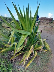 Furcraea