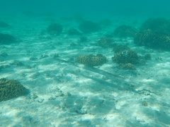 Fistularia commersonii