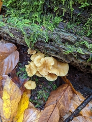 Craterellus tubaeformis