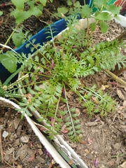 Lepidium didymum