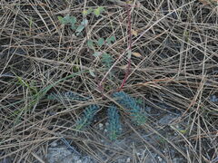 Euphorbia lurida