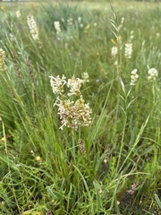 Stackhousia subterranea