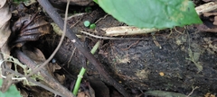 Anolis tropidonotus
