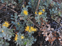 Ericameria cuneata spathulata