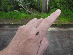 Phanodesta nigrosparsa