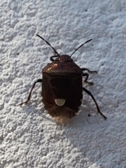Menida violacea