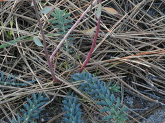 Euphorbia lurida