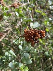 Searsia pyroides