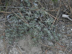 Lupinus breweri