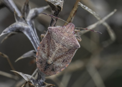 Thyanta pallidovirens