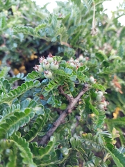 Osteomeles anthyllidifolia