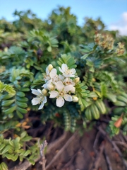 Osteomeles anthyllidifolia