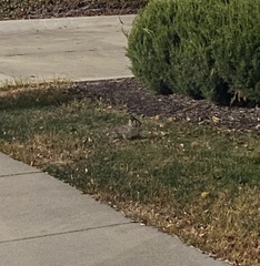 Sylvilagus floridanus