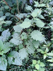 Urtica thunbergiana