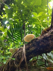Oudemansiella australis