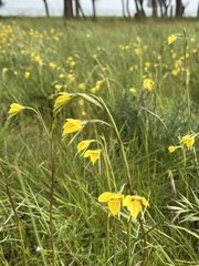 Diuris behrii