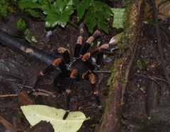 Megaphobema mesomelas