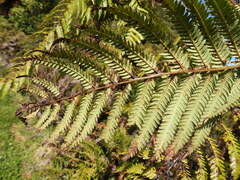 Cyathea medullaris